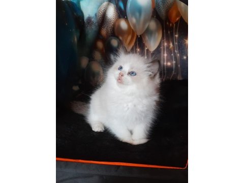 Peri masalı ragdoll yavrularım