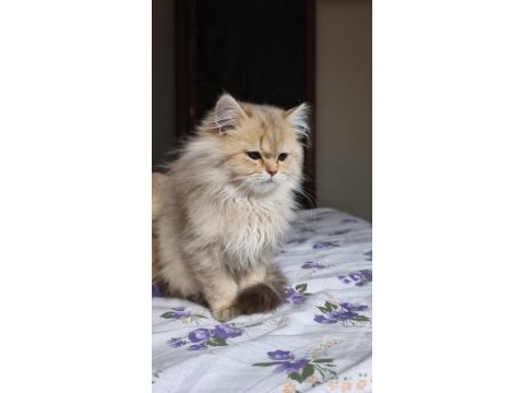 Mama karşılığı kedimiz sahiplendirilecek