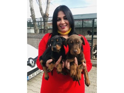 Üst kalite king doberman yavrularım