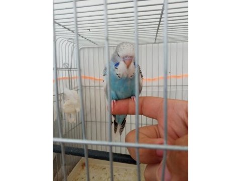 Jumbo yavru muhabbet kuşu