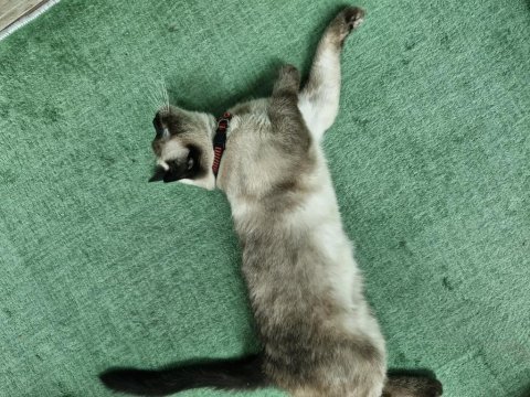 British çikolata kedimiz