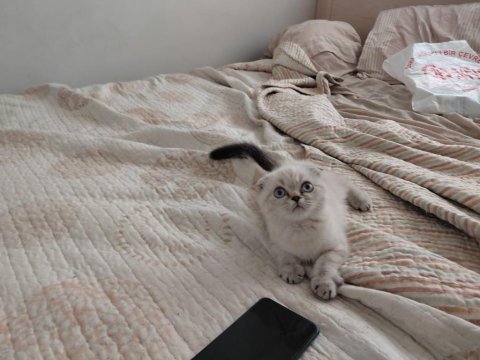 Blue point bebek kediler yeni yuvalarını arıyorlar