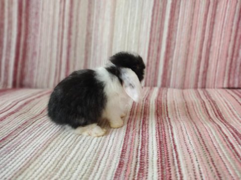 Cüce lop miniatur lop cüce tavşan çiftliği