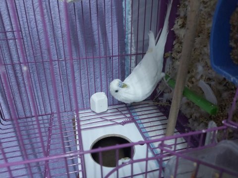 Beyaz sevenler için muhabbet kuşu