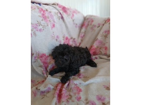 Dişi maltipoo