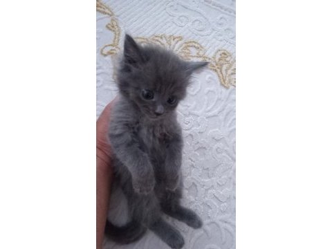 British shorthair yavrularımız sahiplendirilecektir