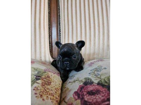 Son erkek yavru 45 günlük french bulldog