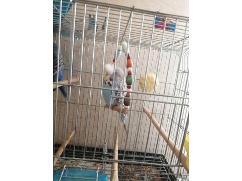 Kalite muhabbet kuşu beslemek isteyene