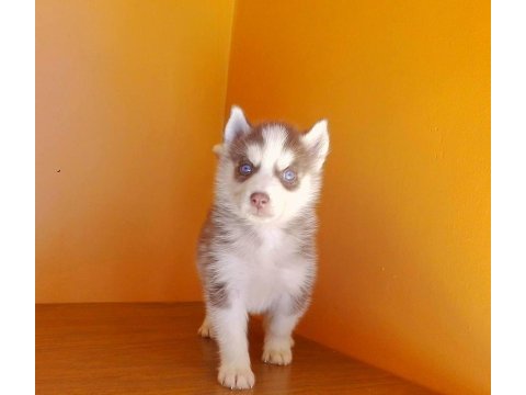 Husky sibirya yavruları
