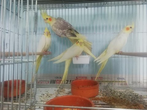 Lutino sultan papağanı yavrular
