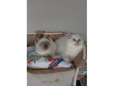 Maviş point british shorthair / longhair bebeğim 