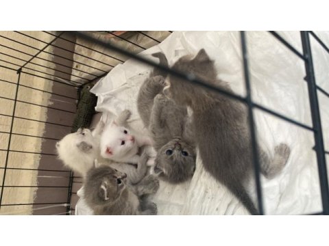 2 buçuk aylık safkan scottish fold bebek
