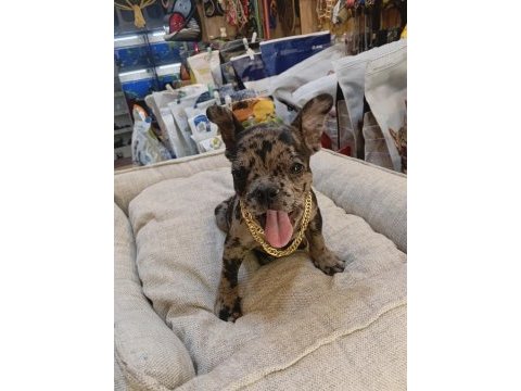 Bebek french bulldog merle