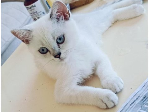 Güzel british shorthair kediler rezerveye açık
