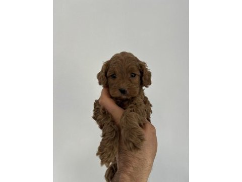 Kore kan maltipoo bebeklerim