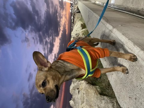 Chihuahua 9 aylık (şivava)