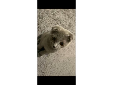 Safkan 0 kulak dişi scottish fold