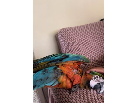 Harleguin macaw