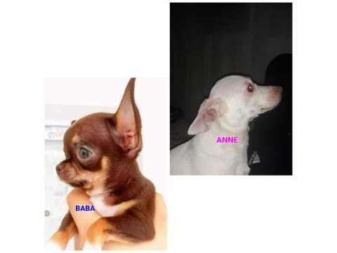 Kendi kızımın chihuahua bebekleri