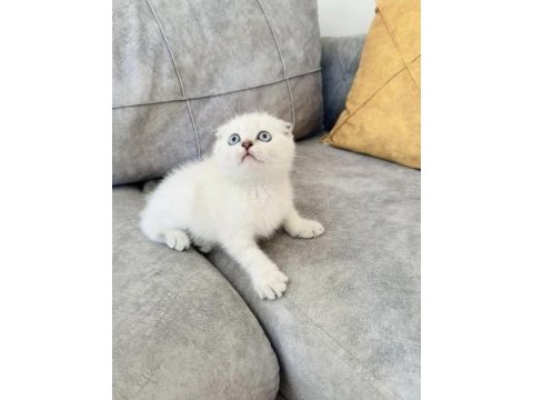 Show kalite scottish fold yavrularım