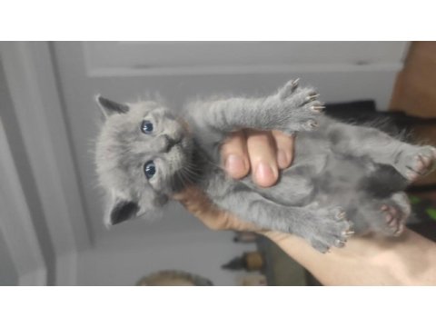 Hemen teslim mükemmel scottish fold tuvalet eğitimli