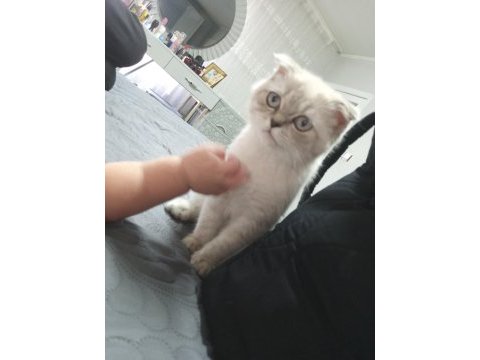 Scottish fold 4 aylık kedimiz