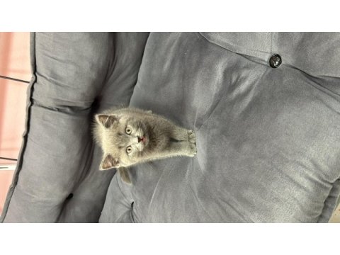 Kivi 2,5 aylık kedimiz