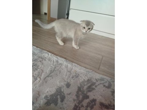 Scottish fold fıstık yeni yuvasını arıyor