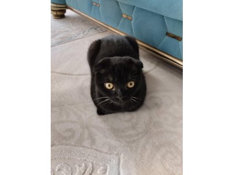 Scottish fold kedisi siyah