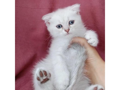 Scottish fold 3 aylık