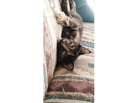 Çok acil kedi sahiplendirme