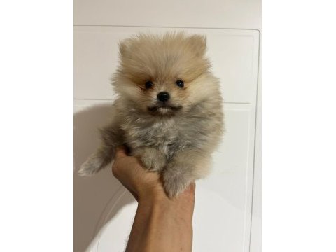 Harika pomeranian erkek yavru