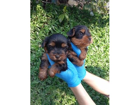 Sıfır no yorkshire terrier safkan bebeklerimiz