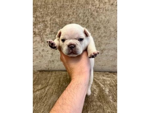 French bulldog yavrularımız