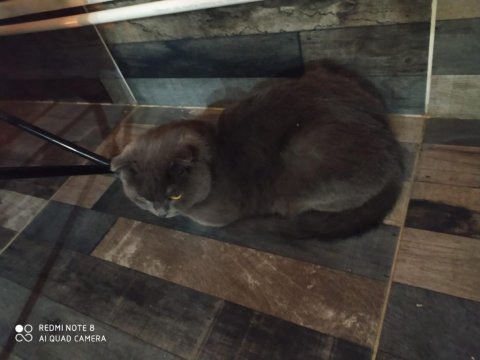 British shorthair kedimizi sahiplendirme