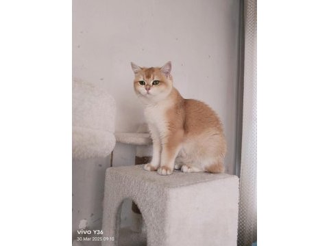 British shorthair altın kız