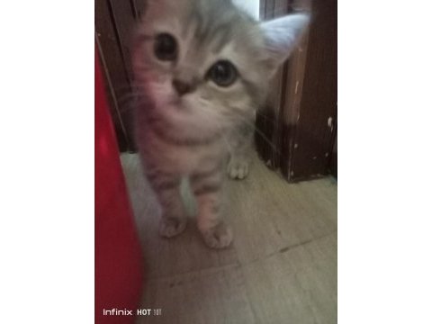 British shorthair silver yavrular