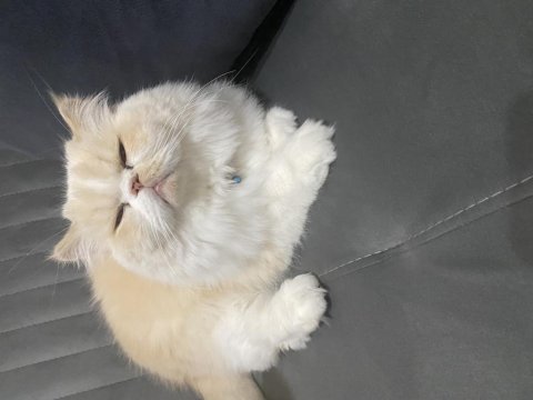 İran kedisi oğluma yuva arıyoruz