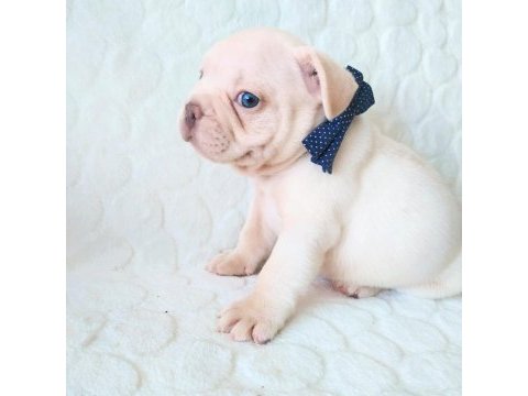 Egzotic french bulldog yavruları