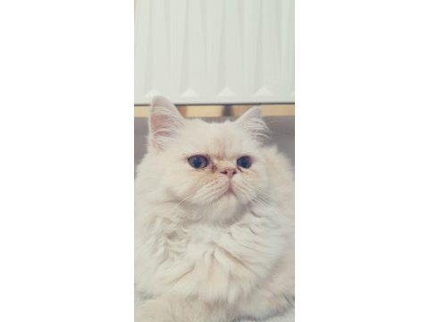 1 yaşında chinchilla kedime dişi arıyorum çiftleştirmek için