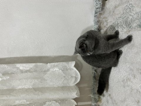 British shorthair kalite tesadüf değildir