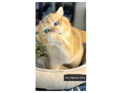Golden british shorthair altın bebekler