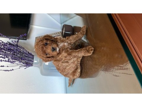 Muhteşem poodle