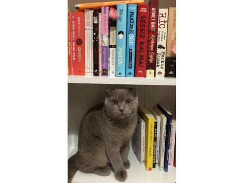 Scottish fold kedimi ücretsiz sahiplendirmek istiyorum