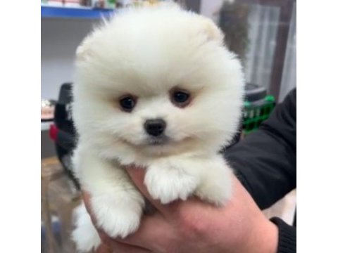 Pomeranian boo pablo