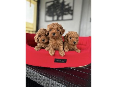 Red toy poodle çiftliğimizden garantili bebekler