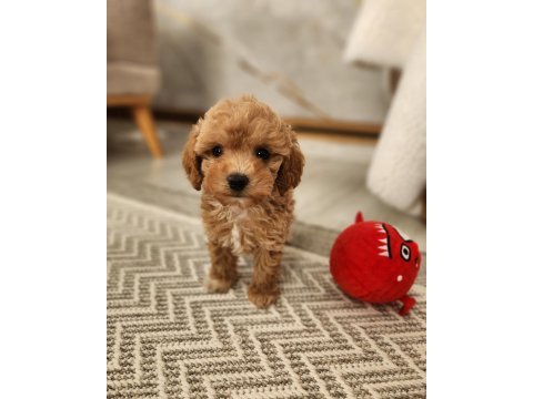 Maltipoo yavrular  özenli yetiştiriciden
