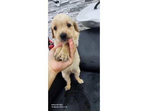 Baby face golden retriever yavrular