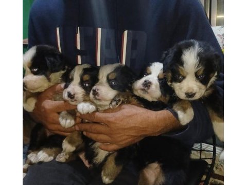 Bernese yavrular