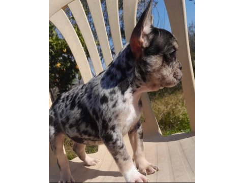 French bulldog merle tan